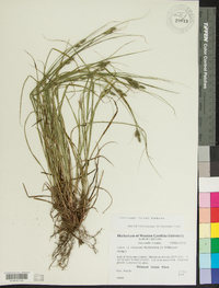 Carex swanii image