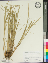 Carex tribuloides var. sangamonensis image