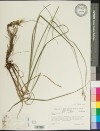 Carex virescens image