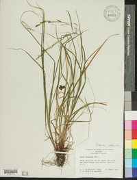 Carex virescens image