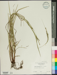 Carex virescens image