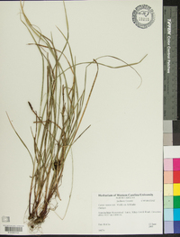 Carex virescens image