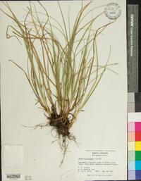 Carex willdenowii image