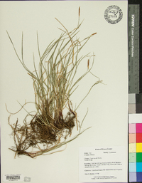 Carex woodii image