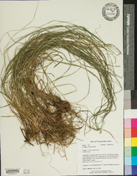 Carex woodii image