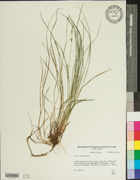 Carex woodii image