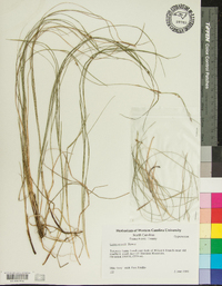 Carex woodii image