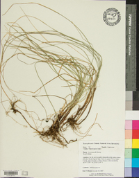 Carex woodii image