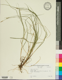 Carex woodii image