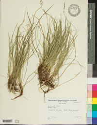 Carex woodii image