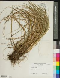 Carex biltmoreana image