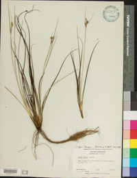 Carex tenax image