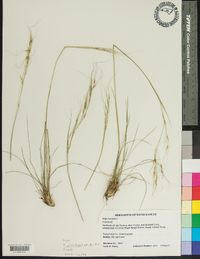 Carex fraseriana image