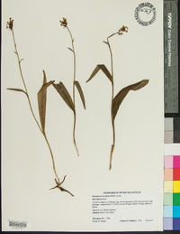 Carex fraseriana image