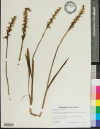 Cyperus filiculmis image