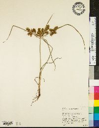 Cyperus erythrorhizos image