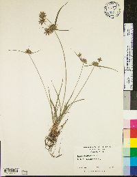 Cyperus filiculmis image