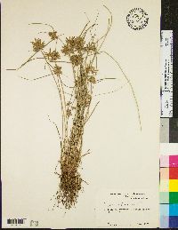 Cyperus flavescens image