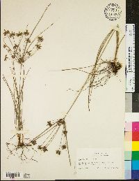 Cyperus grayi image