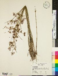 Cyperus haspan image