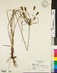 Cyperus retrofractus image