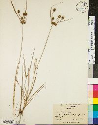 Cyperus retrorsus image