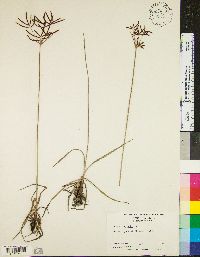 Cyperus rotundus image