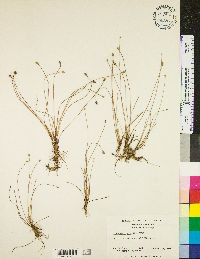 Eleocharis albida image