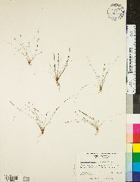 Eleocharis baldwinii image