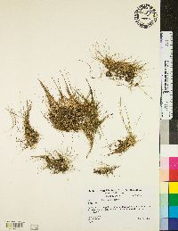 Eleocharis microcarpa image