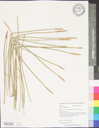 Eleocharis quadrangulata image