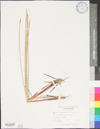 Eleocharis quadrangulata image