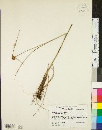 Eriophorum virginicum image