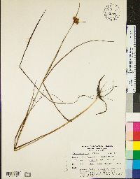 Eriophorum virginicum image