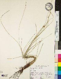 Fimbristylis castanea image