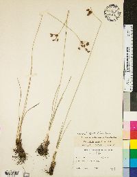 Fimbristylis puberula image