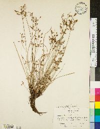 Fimbristylis annua image