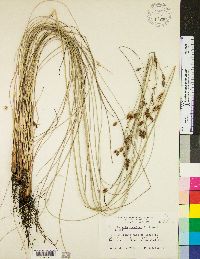 Fimbristylis thermalis image