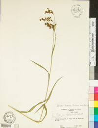 Scirpus lineatus image