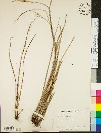 Scleria oligantha image