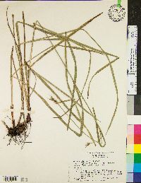 Scleria triglomerata image