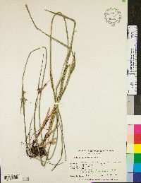 Scleria triglomerata image