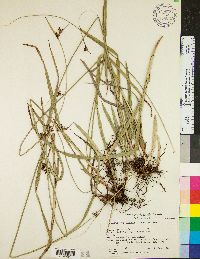 Scleria triglomerata image