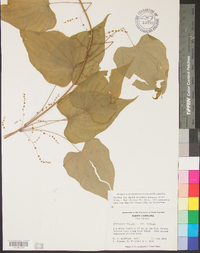 Dioscorea villosa var. villosa image