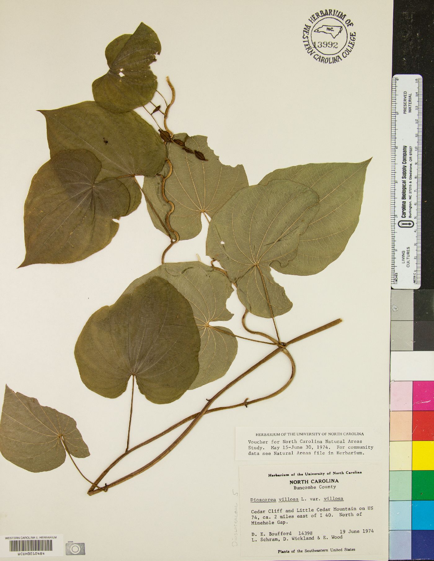 Dioscorea villosa var. villosa image