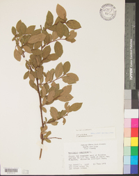 Dioscorea villosa var. hirticaulis image