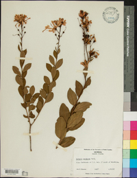 Bejaria racemosa image