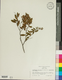 Chamaedaphne calyculata image