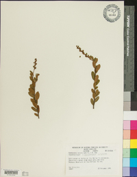 Chamaedaphne calyculata image