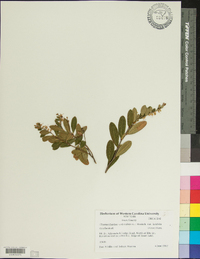 Chamaedaphne calyculata image